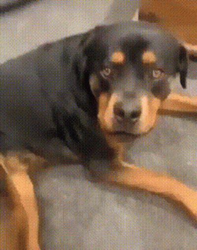 Black White Dog Riding Red White Spring Ride GIF