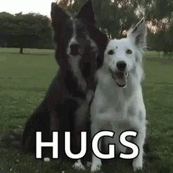 Black White Dogs Cute Hug Meme GIF