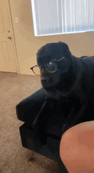 Black With Eyeglass Confused Dog GIF