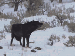 Black Wolf Howling In The Snow GIF