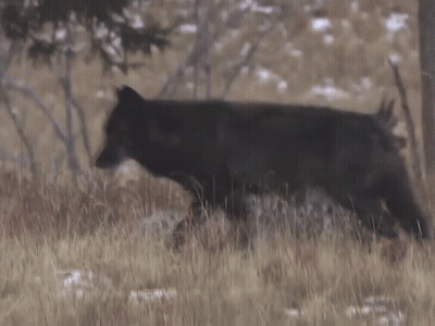 Black Wolf Walking Through Grassy Field GIF