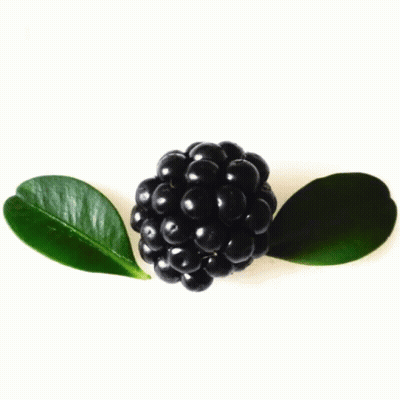 Blackberry With Two Green Leaves GIF