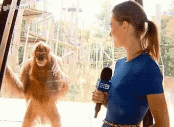 Blank Face Orangutan GIF