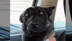 Blank Stare Funny Battle GIF