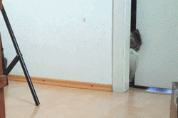 Blanket Thief Cat  GIF