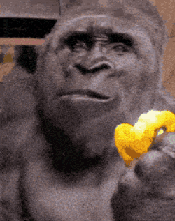 Blazedpx Gorilla GIF