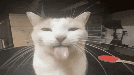 Bleh Bleh Cat GIF