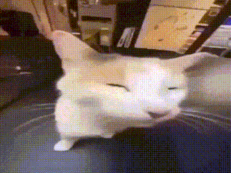 Bleh Cat Silly Cat GIF