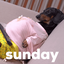 Blessed Happy Sunday Weiner Dog GIF