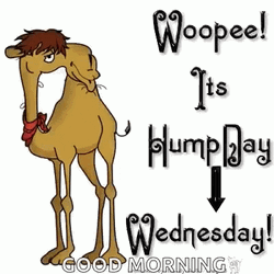 Blessed Humpday Wednesday Animated Camel GIF
