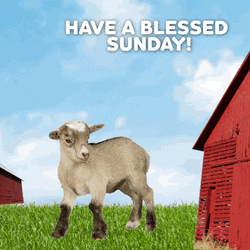 Blessed Sunday Adorable Sheeps Appearing GIF