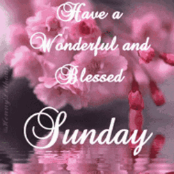 Blessed Sunday Pink Flowers On Water GIF