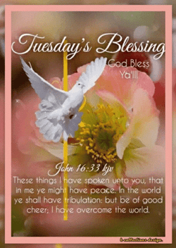 Blessed Tuesday Peace Dove Flying GIF
