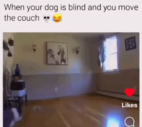 Blind Dog Moving Couch GIF