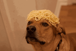 Blinking Dog Noodle Hair GIF