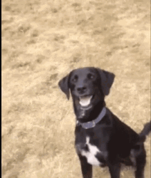 Blinking Eyes Black Dog Laughing GIF