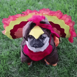 Blinking Pug Halloween Costume GIF