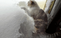 Blizzard Aftermath Cat Plowing Snow GIF