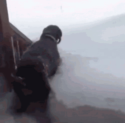 Blizzard Dog Drowning In Snow Fail GIF
