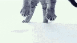 Blizzard Kitty Jumping Deep Snow GIF