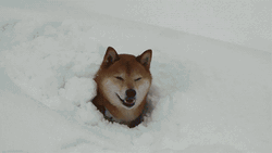 Blizzard Shiba Inu Fetching Ball In Snow GIF
