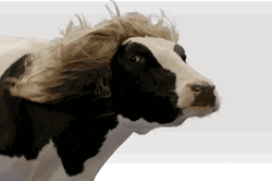 Blonde Girl Cow