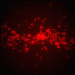 Blood Dripping Stream GIF