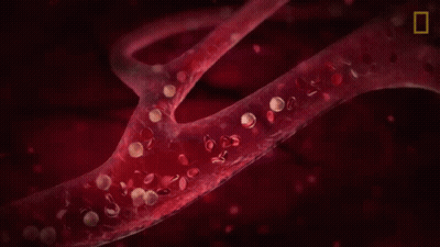 Blood Vessel Illustration With National Geographic Logo GIF