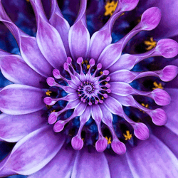 Blooming African Daisy Spiral Loop GIF