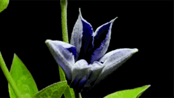 Blooming Apple-Of-Peru Flowers GIF