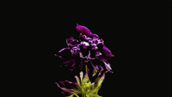 Blooming Common Columbine Flowers GIF