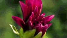 Blooming Dahlia Flower GIF