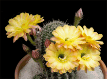 Blooming Echinopsis Silvestrii Flower GIF