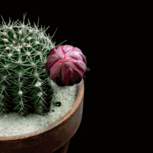 Blooming Echinopsis Tubiflora Flower GIF