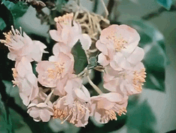 Blooming Flower Apple