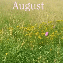 Blooming Flowers Greet Hello August GIF