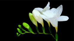 Blooming Freesia Alba Leichtlinii Flowers GIF