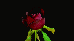 Blooming Garden Rose GIF