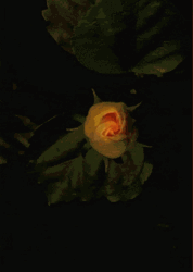 Blooming Golden Celebration Flower GIF
