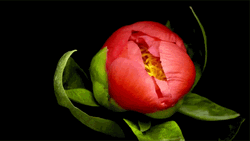 Blooming Gorgeous Flowers GIF
