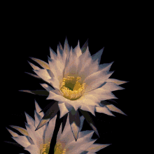 Blooming Large Cactus Flower GIF