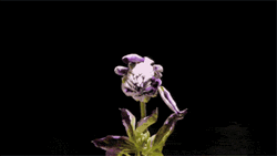 Blooming Lavender Flowers GIF