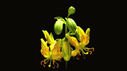 Blooming Lilium Hansonii Flowers GIF