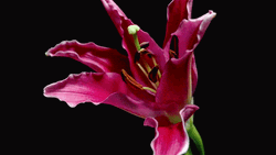 Blooming Lily 'Stargazer' Flowers GIF