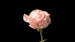 Blooming Peach Rose Tumblr Flower GIF