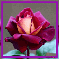 Blooming Pink Flores GIF
