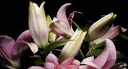 Blooming Pink Lily Flowers GIF