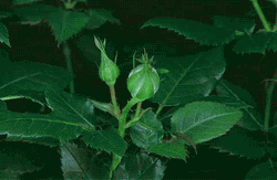 Blooming Rose Flowers GIF