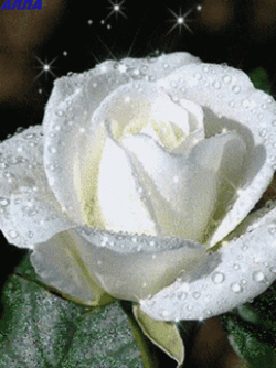 Blooming White Flower GIF