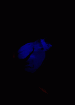 Blue Aesthetic Blooming Rose GIF